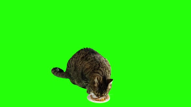 Cat Eating On Green Screen Background