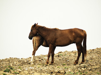 Side view of standing mare horse and foal on white cloudy background