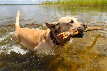 The dog is played with a stick in the clear water of the lake