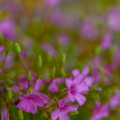 Fototapeta na wymiar Wildly proliferating and pink flowering wood-sorrel (Oxalis acetosella).