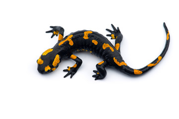 The fire salamander isolated on white background - obrazy, fototapety, plakaty