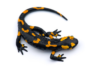 The fire salamander isolated on white background