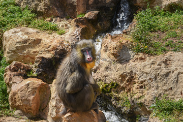 Mandrill, Mandrillus sphinx. Close up of a male mandrill is sitting against the background of a waterfall