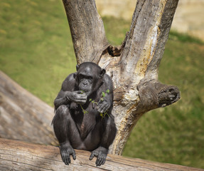 Chimpanzee, Pan troglodytes, common chimpanzee, robust chimpanzee, chimp with black hair, bare face, fingers, toes, palms of the hands, soles of the feet. Portrait