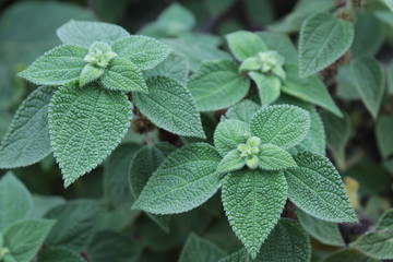 plantas verdes
