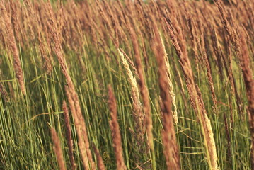 young seed grass close up