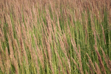 young seed grass close up