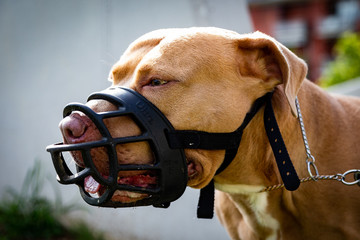 Golden Pitbull with muzzle