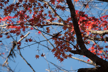 紅葉