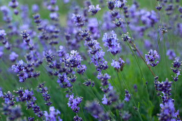 Fototapeta premium Lavender flower bushes closeup on field