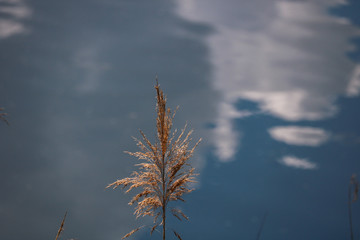 Gras vor See mit Wolkenreflektion