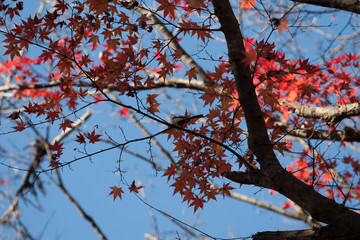 紅葉