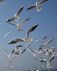 flock of seagulls over blue sky