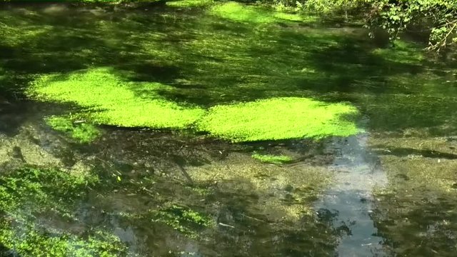suoni colori nel canale del biotopo