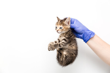 Checkup and treatment of kitten by a doctor at a vet clinic isolated on white background, vaccination of pets, holding by the collar.