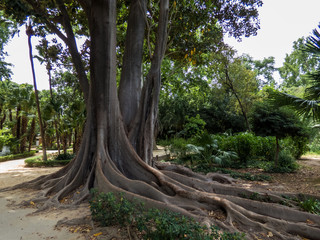 Giant Rubber Tree `ficus macrophylla` aged more than one hundred in park of Seville, Spain