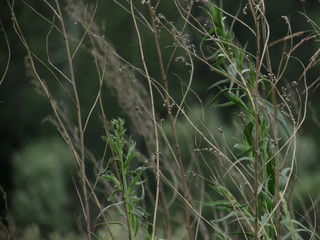 Interlacing stems of green and dry grass with seeds against the background of melted green herbs and trees.