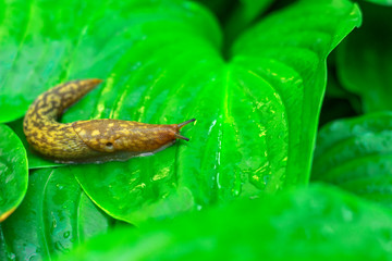 big slug in the garden on green leaves