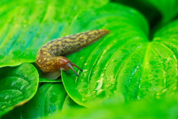 big slug in the garden on green leaves