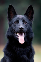 portrait dog black german sitting on grass