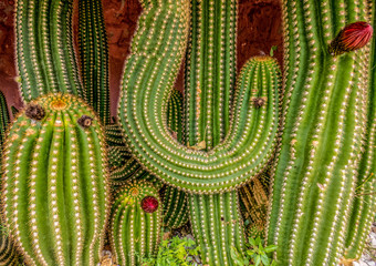  Group of Cactus in a garden , close up