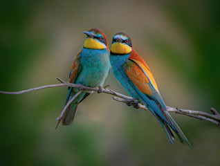Bee-eaters couple