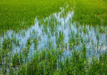 Green grass rice cereal field in Catalonia, delta river Ebro, Spain