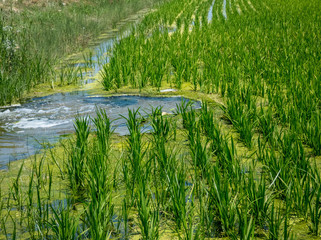 Green grass rice cereal field in Catalonia, delta river Ebro, Spain