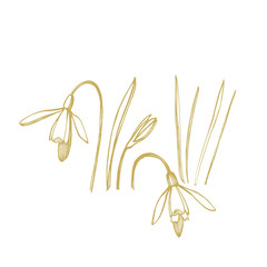 Snowdrop spring flowers. Botanical plant illustration. Vintage medicinal herbs sketch set of ink hand drawn medical herbs and plants sketch.