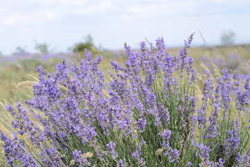 Naklejka premium Beautiful blooming lavender in the Crimea.