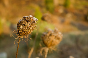 first hoar frost in autumn on dry grass