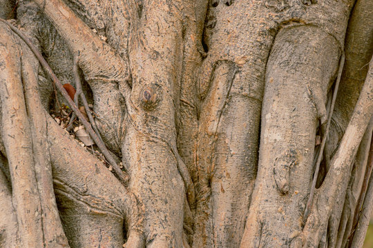 Arbol 