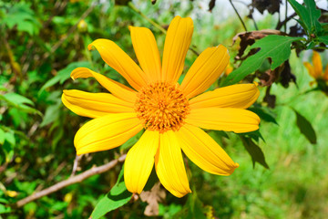 yellow flowers in the garden