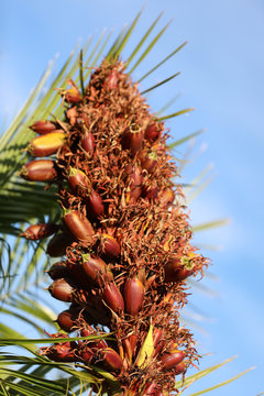 Yucca-Palme Images  Browse 34 Stock Photos, Vectors, and Video | Adobe  Stock