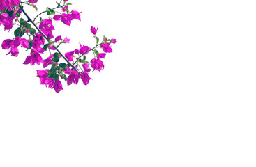 Blooming bougainvillea flower branch next to colorful background.