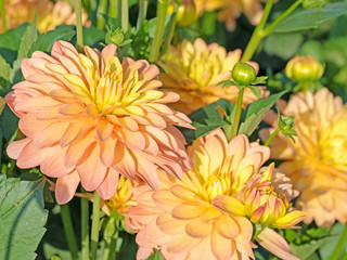 Blühende Dahlien im Garten