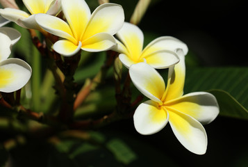  Frangipani Plumeria 