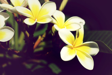 Fototapeta premium Frangipani Plumeria 