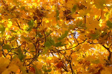 Autumn leaves, red and yellow maple foliage against sky, beautiful background, selective focus