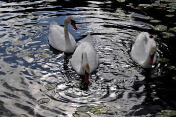 The white swans swims on water. Natural landscape of Belarus and Russia. Wild nature.