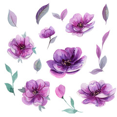 Beautiful watercolor set of hand drawn purple flowers and leaves. Can be used for invitation, greeting card, wedding, birthday cards. Isolated on white background