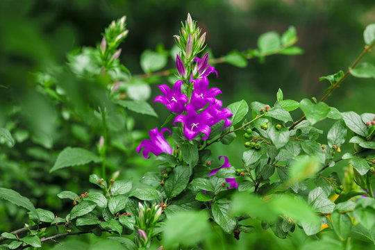 Flower of bells are white and purple.