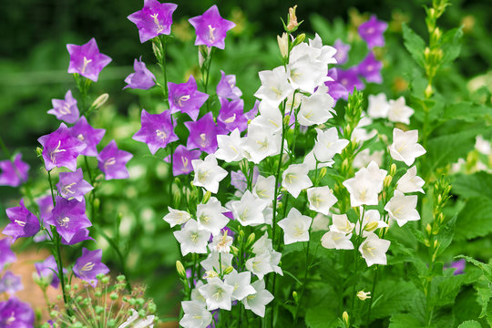 Lots of bells are white and purple.