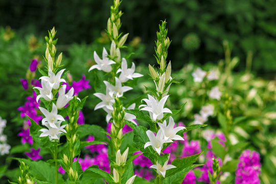 Lots of bells are white and purple.