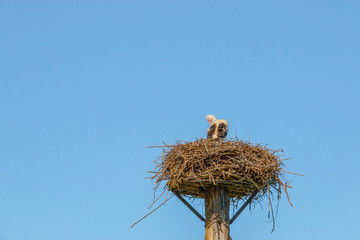 Fototapeta premium Storch sitzt in seinem Nest