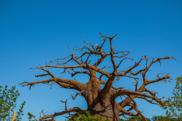 Storch sitzt auf einem afrikanischen Baum