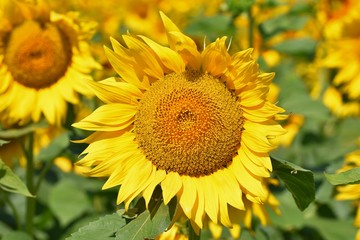 Sunflowers