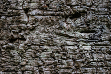 Tree bark pale texture close up