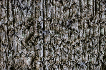 Tree bark pale texture close up