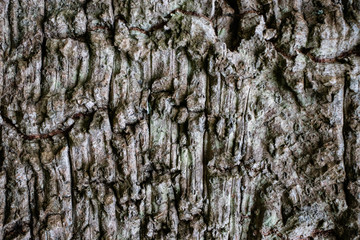 Tree bark pale texture close up